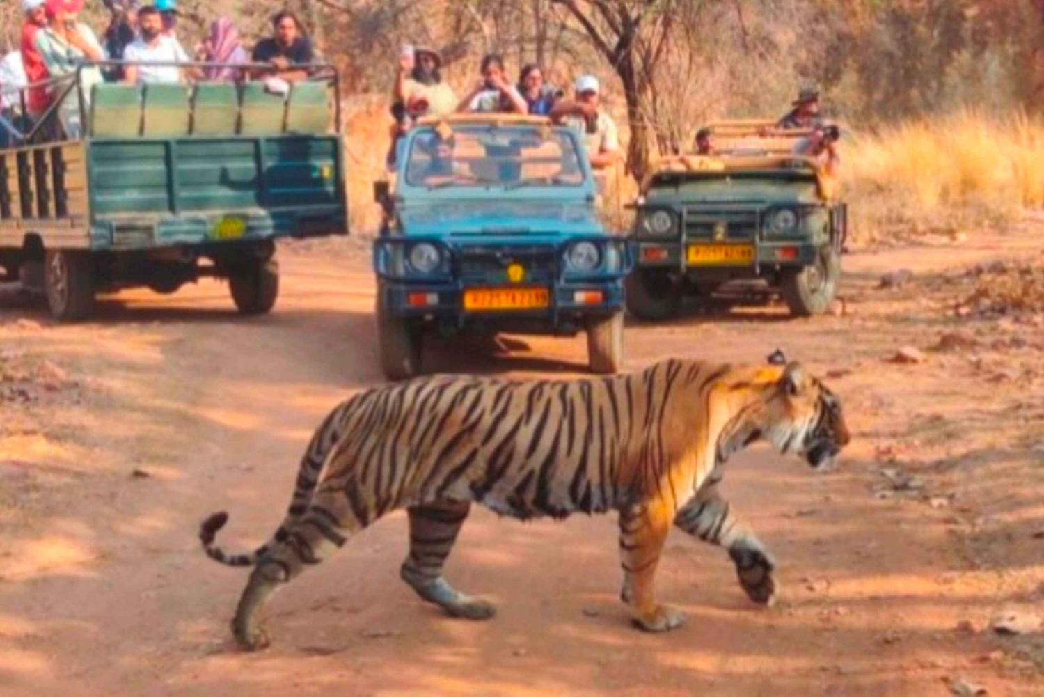 Canter Safari: Skip-the-line Entry Ranthambore Tiger Reserve