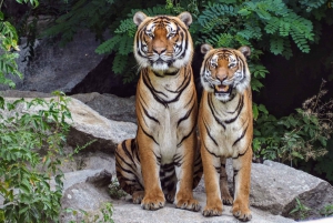 Canter Safari : Entrée coupe-file dans la réserve de tigres de Ranthambore