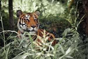 Canter Safari: Hoppa över linjen till tigerreservatet Ranthambore