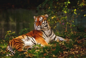 Canter Safari: Ranthamboren tiikerireservaatti