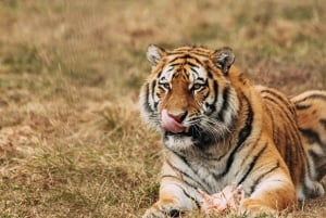 Canter Safari: Ranthamboren tiikerireservaatti