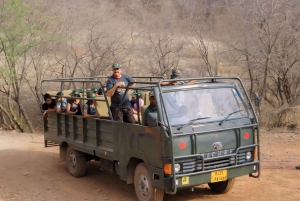 Canter Safari: Ranthamboren tiikerireservaatti