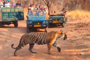 Canter Safari: Ranthamboren tiikerireservaatti