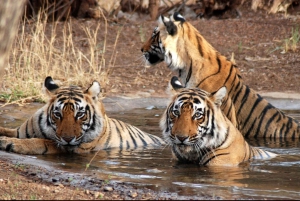 Canter Safari: Skip-the-line Entry Ranthambore Tiger Reserve