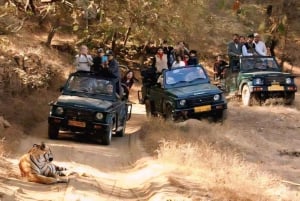 Canter Safari: Skip-the-line Entry Ranthambore Tiger Reserve