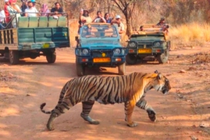 Canter Safari: Skip-the-line Entry Ranthambore Tiger Reserve
