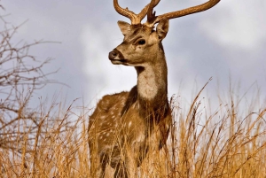 Canter Safari: Skip-the-line Entry Ranthambore Tiger Reserve