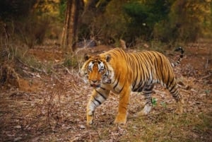 Canter Safari: Skip-the-line Entry Ranthambore Tiger Reserve