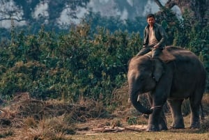 Cochin: Tour particular de 5 dias a Munnar, Alleppey e Backwaters