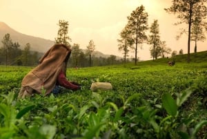 Cochin: Tour particular de 5 dias a Munnar, Alleppey e Backwaters