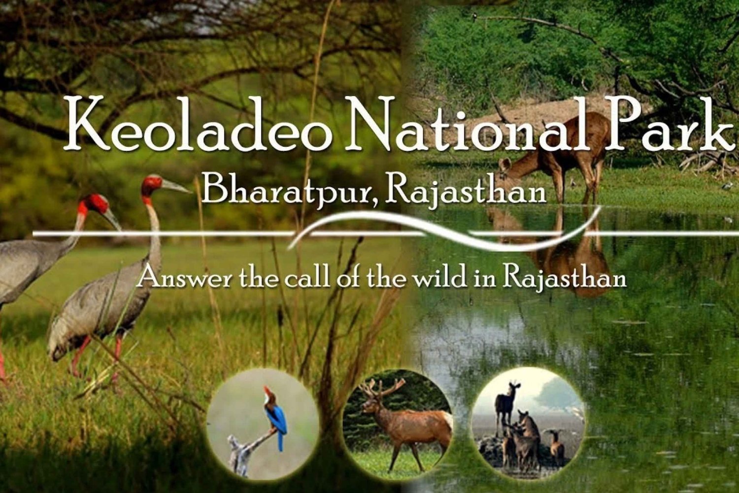 Day tour from Jaipur in Keoladeo National Park (Bharatpur)