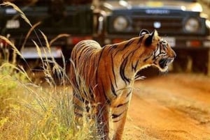 Vanuit Delhi: 3-daagse luxe tour door de Gouden Driehoek met airconditioning