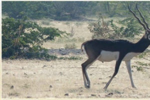 Jednodniowa wycieczka do wioski Bishnoi z Jodhpur