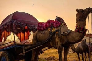 Deli: Passeio de 3 dias em Pushkar e Jaipur com sessão de ioga