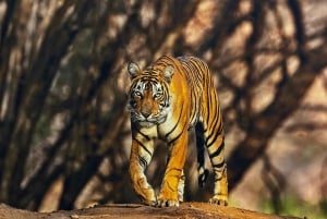Delhi: 3-Day Ranthambhore Tiger Safari Tour with Train Ride