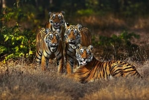 Delhi: 3-Day Ranthambhore Tiger Safari Tour with Train Ride