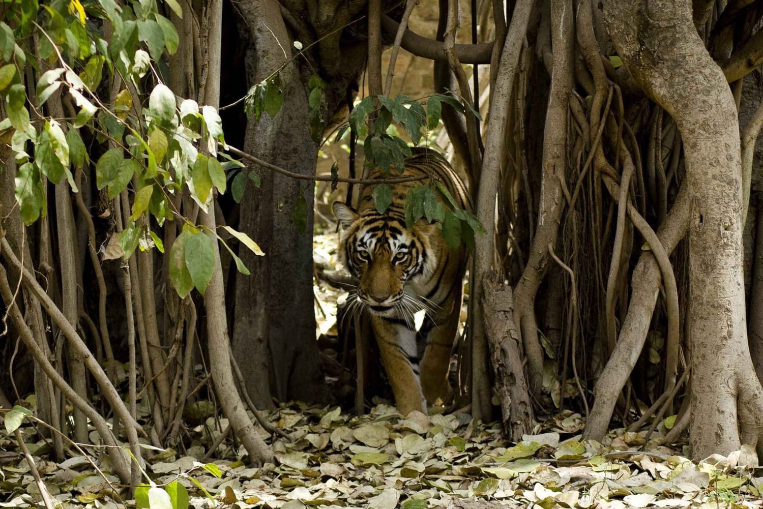 Delhi: 3-Day Trip to Ranthambore National Park with Safari