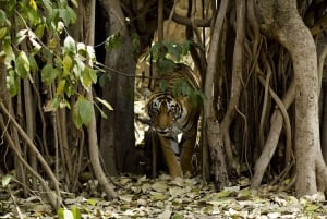 Delhi: 3-Day Trip to Ranthambore National Park with Safari