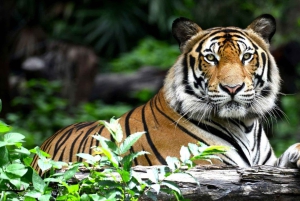 Delhi: 4Day Golden Triangle with Ranthambore (5 Star Hotels)