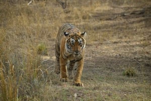 Delhi Agra Jaipur Golden Triangle Tour with Tiger Safari