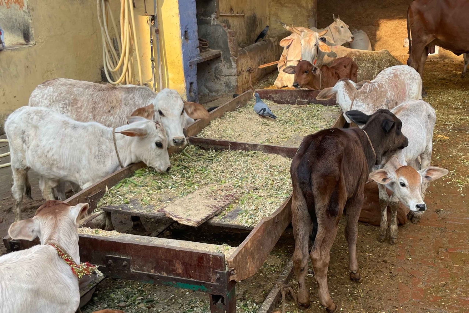 Delhi in één dag: ontdek de cultuur van de stad