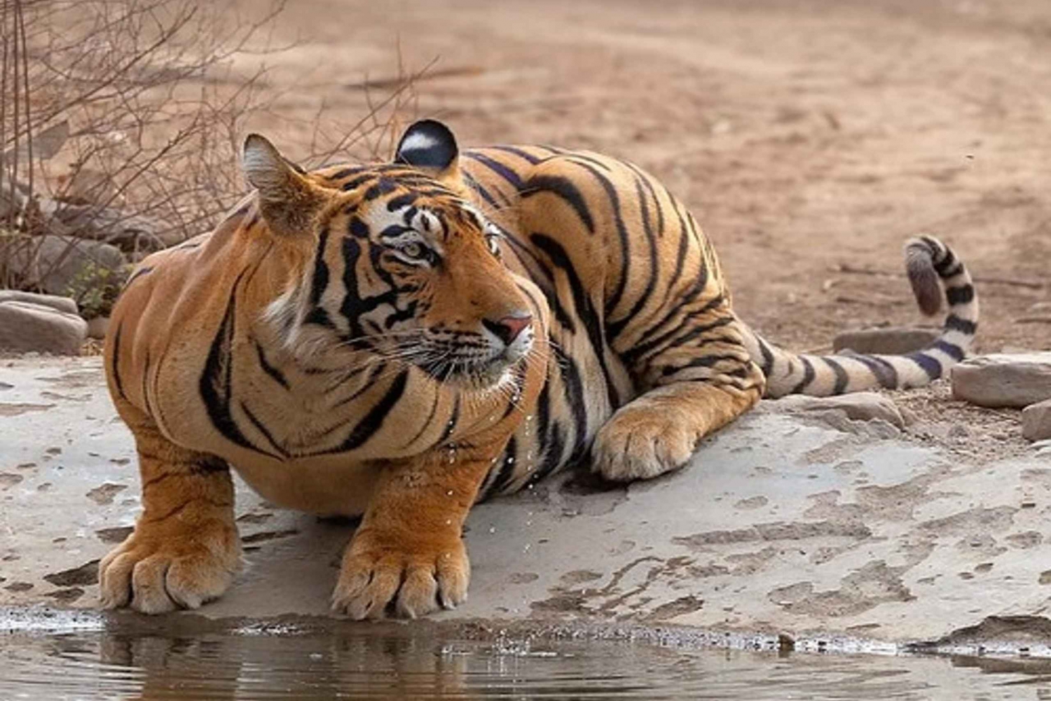 Delhi: Private 5 Tage Goldenes Dreieck Tour mit Tiger Safari