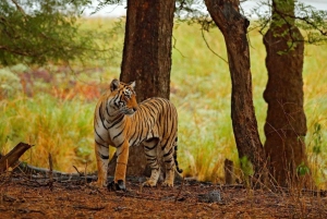 Delhi: Yksityinen 5 päivän Kultainen kolmio kiertomatka tiikerisafarin kanssa