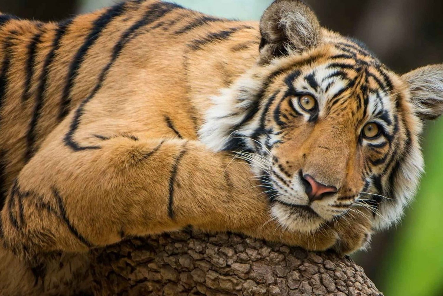 Delhi: Ranthamboren kansallispuisto 3 päivän retki safarilla ...