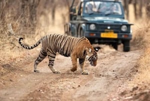 Delhi: Ranthambore National Park 3-Day Tour with Safari.