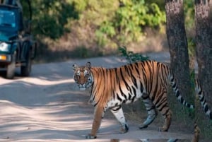 Delhi: Ranthambore National Park 3-Day Tour with Safari.