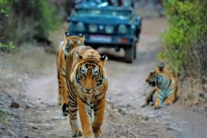 Delhi: Ranthambore National Park 3-Day Tour with Safari.
