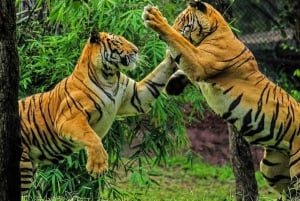 Delhi: Ranthambore National Park 3-Day Tour with Safari.
