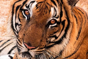 Delhi: Ranthambore National Park 3-Day Tour with Safari.