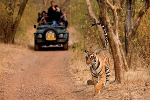 Delhi: Ranthambore National Park 3-Day Tour with Safari.