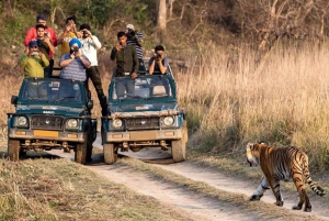 Delhi: Ranthambore National Park 3-Day Tour with Safari.