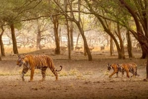Delhi: Ranthambore National Park 3-Day Tour with Safari.