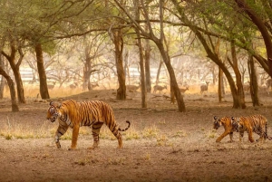 Delhi: Ranthambore National Park 3-Day Tour with Safari.