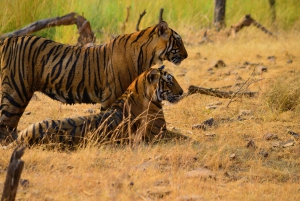 Delhi: Ranthambore National Park 3-Day Tour with Safari.