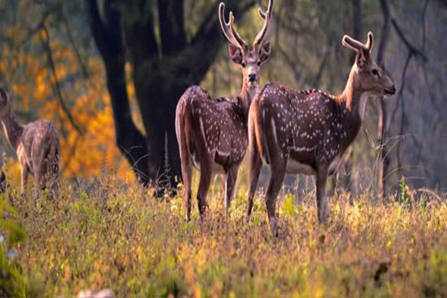 Delhi: Ranthambore National Park 3-Tages-Trip mit Tiger Safari