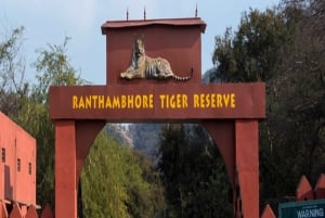 Delhi: Ranthamboren kansallispuisto 3 päivän retki tiikerisafarin kanssa