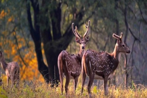 Delhi: Ranthambore nationalpark 3-dagarstur med tigersafari