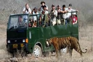 Delhi: Excursión de 3 días al Parque Nacional de Ranthambore con Safari en Tigre