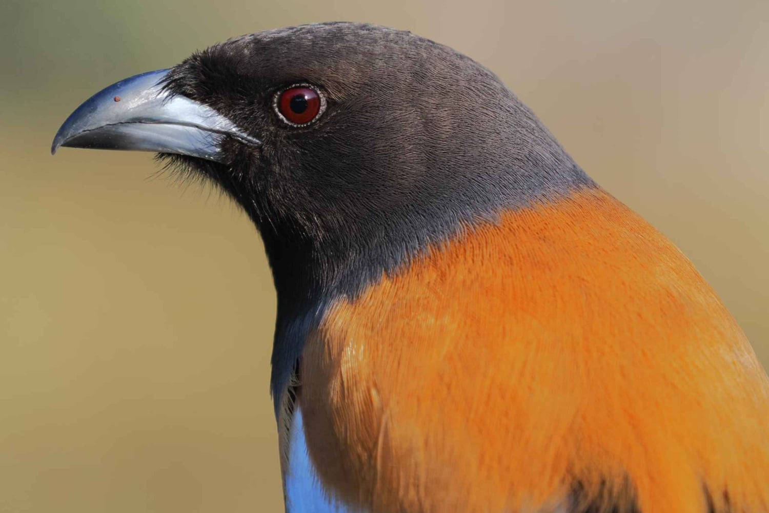 Delhi: Ranthambore Fotosafari & Vogelspotretraite