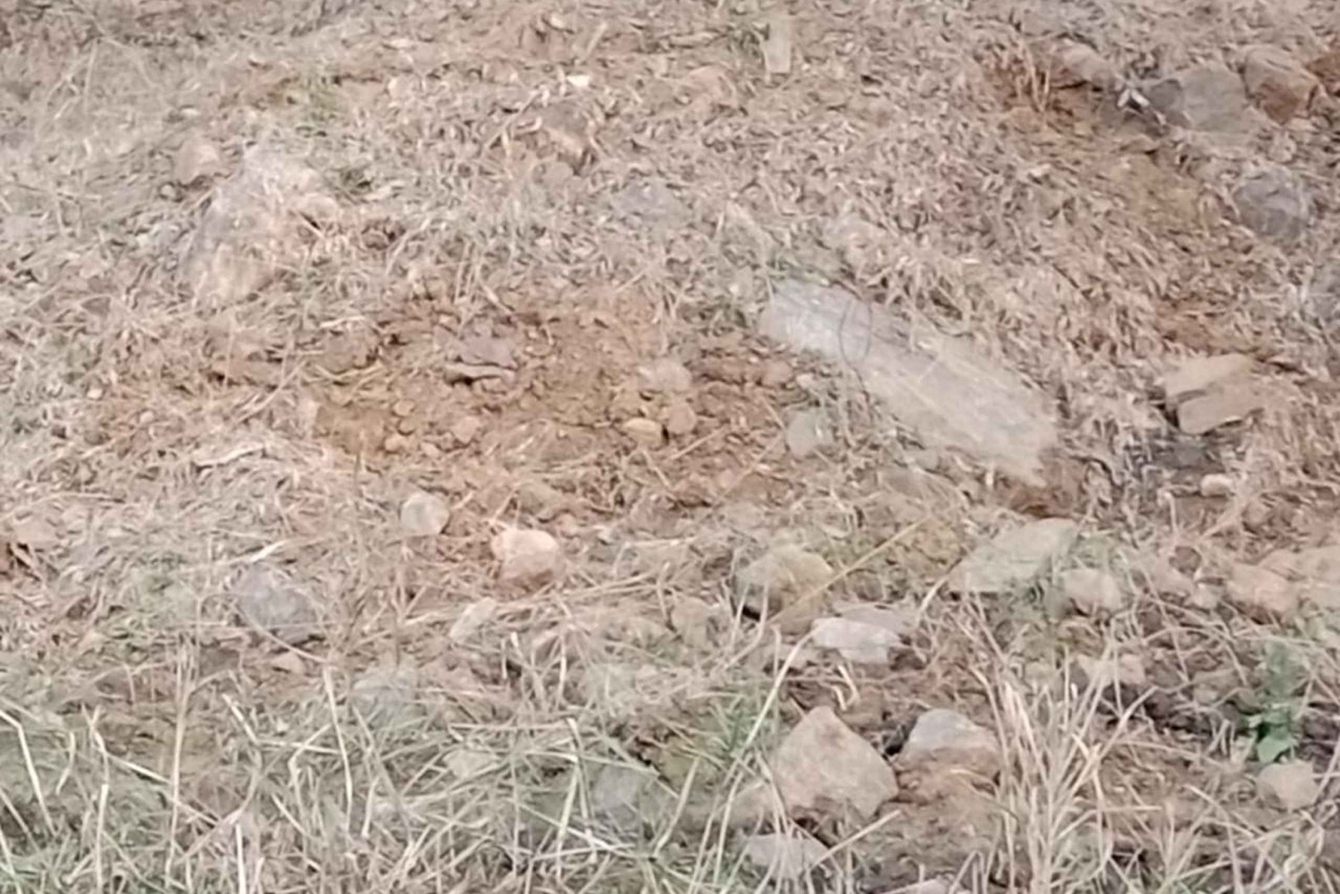 Delhi: Ranthambore Fotosafari & Vogelspotretraite