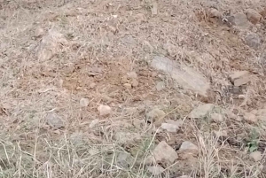 Delhi: Ranthambore fotograferingssafari och fågelskådningsretreat