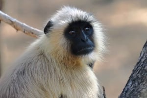 Delhi: Ranthambore Fotosafari & Vogelspotretraite