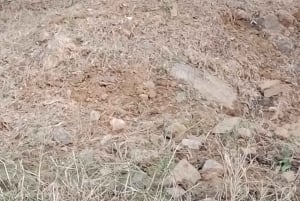 Delhi: Ranthambore Fotosafari & Vogelspotretraite