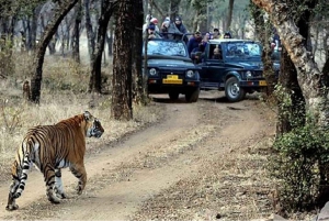 Delhi: Samme dag Sariska National Park Tiger Safari Tour