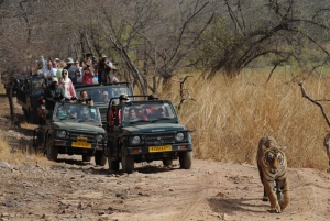 Delhi: Samme dag Sariska National Park Tiger Safari Tour