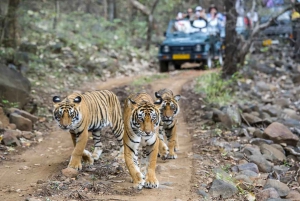 Delhi: Samme dag Sariska National Park Tiger Safari Tour